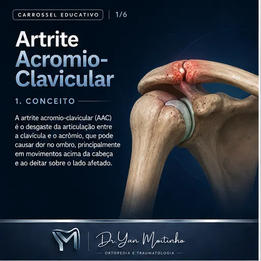 Conceito e Anatomia